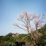 枯木