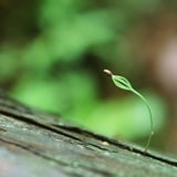 新芽