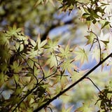もみじ