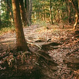 登山道