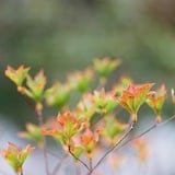 葉