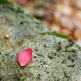 花びら