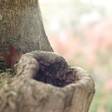 もみじ