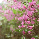ツツジ