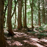 登山道