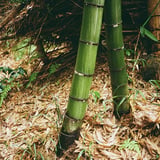 竹