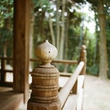 擬宝珠