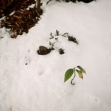 雪