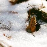 雪