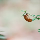 脱け殻