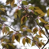 葉桜
