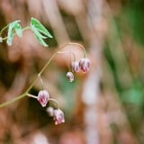 イカリソウ蕾
