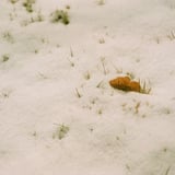 雪