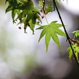 もみじ