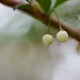 エゴノキの実