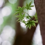 もみじ