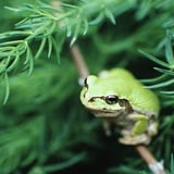 カエル