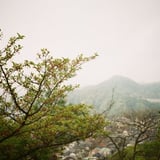 葉桜
