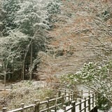 雪