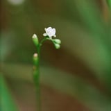 モウセンゴケの花