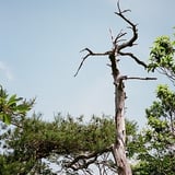 枯木
