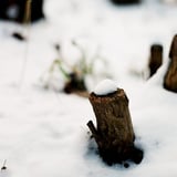 雪帽子