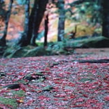紅葉