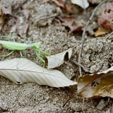 カマキリ