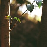 葉