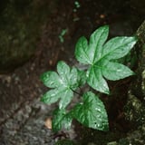雨上がり…