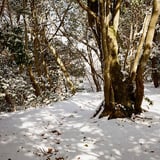 登山道