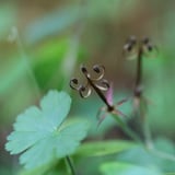 神輿草（ゲンノショウコ）
