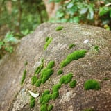 苔