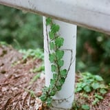 ツル