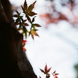 もみじ
