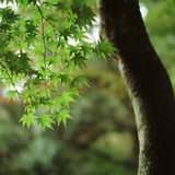 もみじ