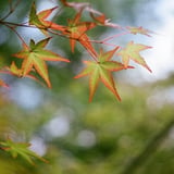 もみじ