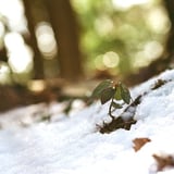ヤブコウジ