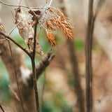 枯葉