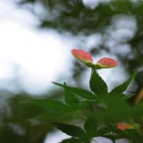 種