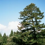もみのき