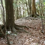 根