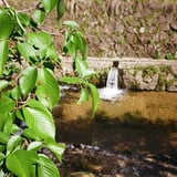葉桜
