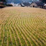 田んぼ