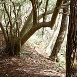 登山道
