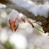 雪