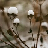 雪帽子