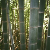 竹
