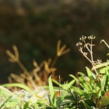 神輿草（ゲンノショウコ）