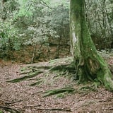 根
